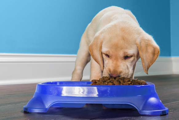 Image for Petfood no Brasil